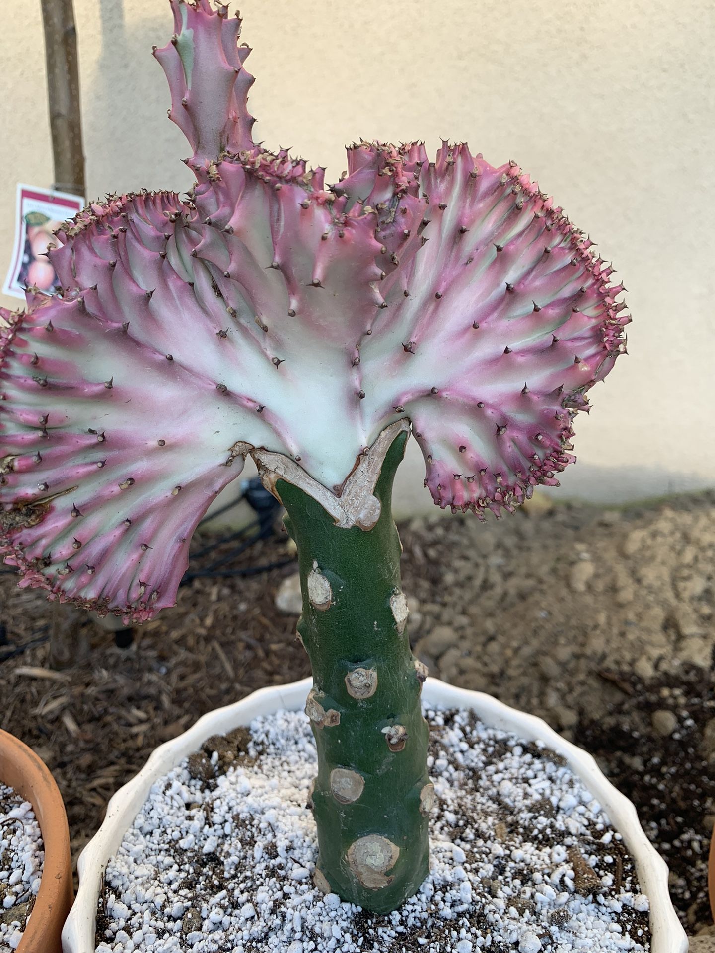 Pink Coral Cactus Plant