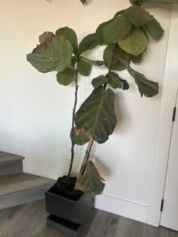Beautiful Fiddle Leaf In Modern Concrete Planter - 5 1/2 ft Tall 