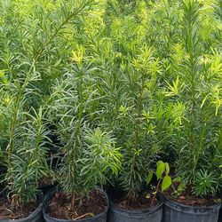 Podocarpus 3gl 🌿$6