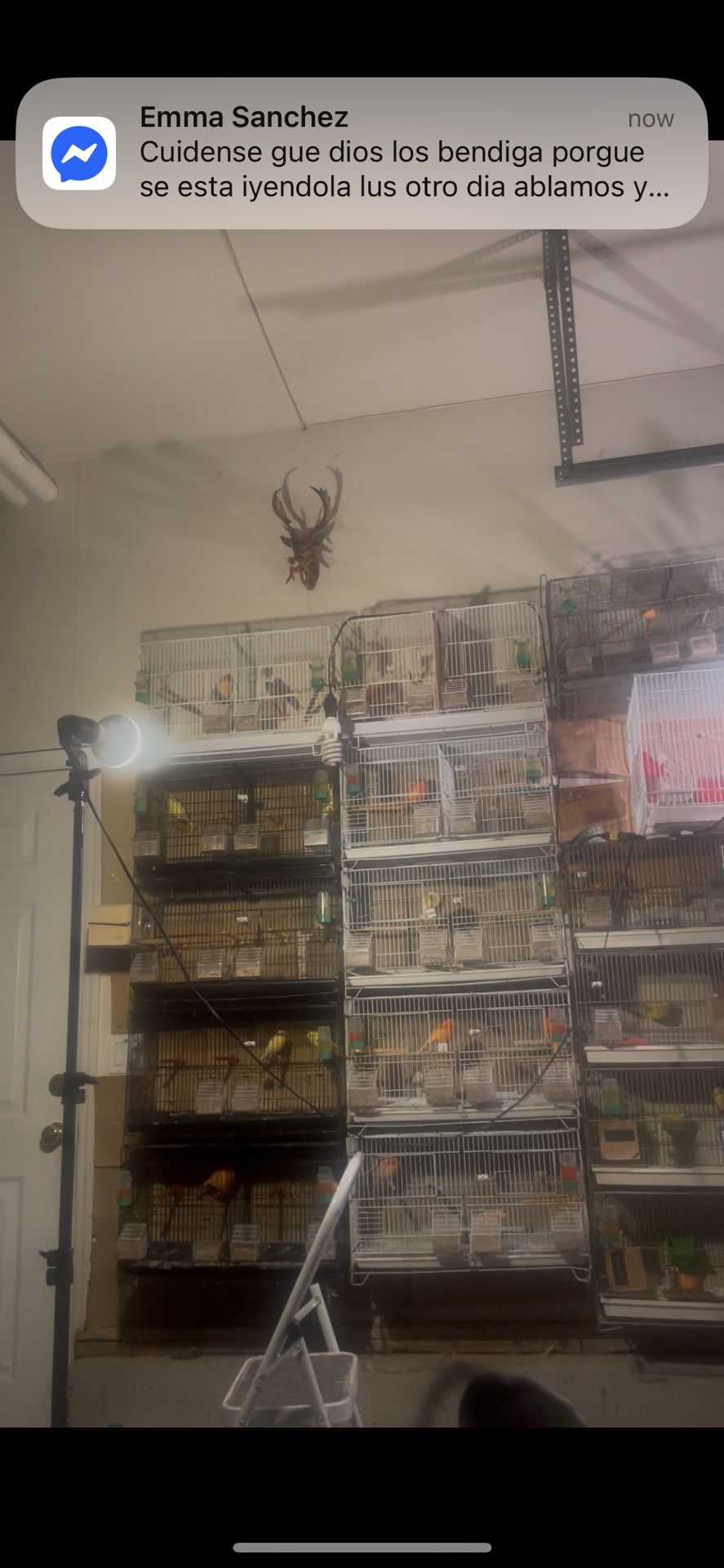 Breederg Cage For Sale