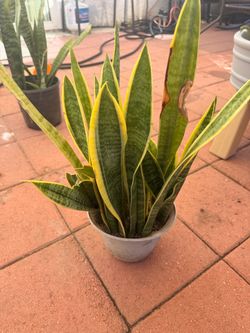 Snake plant
