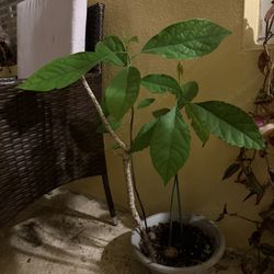 2 Avocados Plants