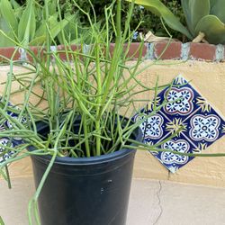 Large Fire stick ( Pencil Cactus)