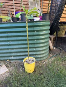 Plumeria Tree
