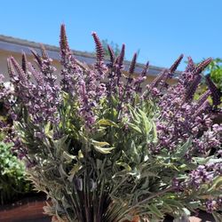 Artificial Lavenders
