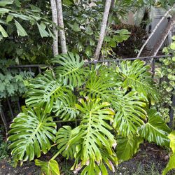 Giant Monstera