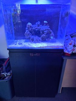 35 gallon salt water aquarium