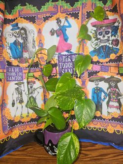 POTHOS FOR YOUR ALTAR