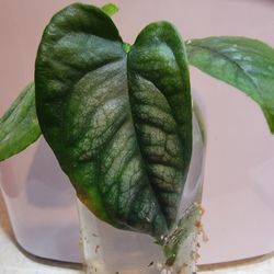 monstera siltepecana Cuttings