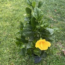 HIBISCUS (10” Pot Size) Attractive Flower, Bold & Beautiful 