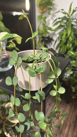 Peperomia 'Hope'