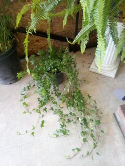 English ivy