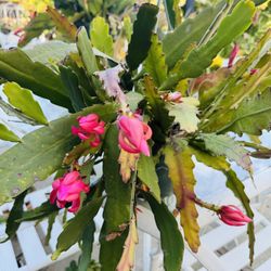 EPIPHYLLUM Cactus Hanging Plant In Bloom - Flowers Hot Pick Color 