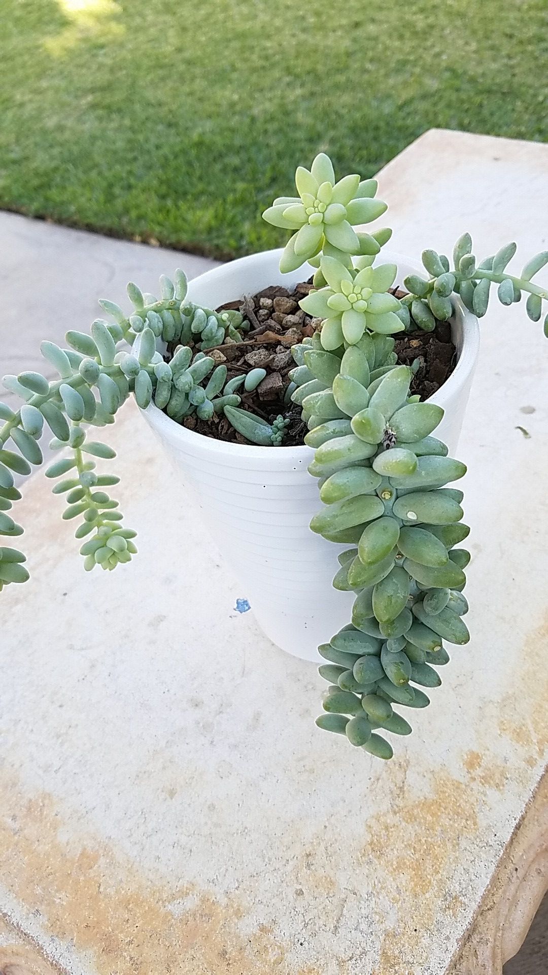 Donkey tail succulent