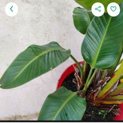 💐On Sale🥰 Exotic Bird Of Paradise Plant $55