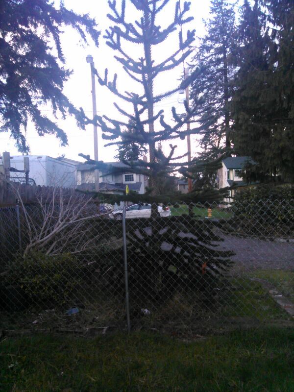 Monkey tree for Sale in Everett, WA - OfferUp Monkey tree for Sale in Everett, WA - OfferUp
