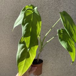 Beautiful Syngonium Chiapense Plant