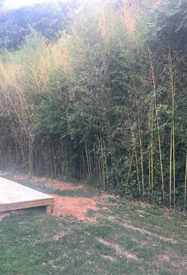Bamboo for Sale in Greensboro, NC - OfferUp