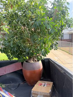 Umbrella tree