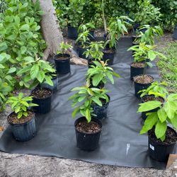 Avocado, Mango, Orange Tree