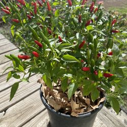 Bird’s Eye Pepper Plant 🌶️