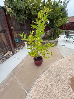 Lemon tree