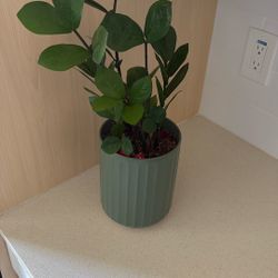 ZZ House Plant 