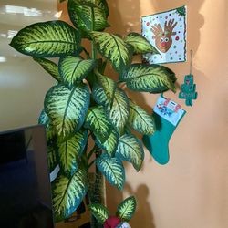 Dieffenbachia Tropic Snow 7-8ft Tall 💚 🌱 