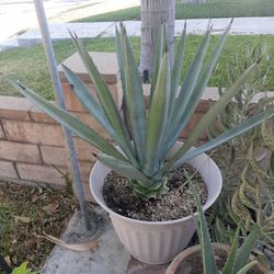 Plants