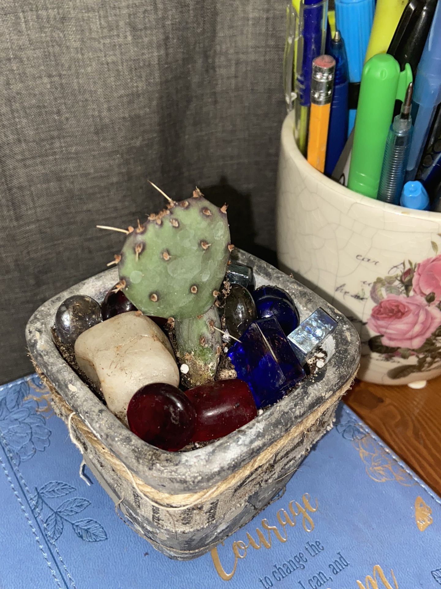 Opuntia Cactus In Ceramic Pot For Collectors
