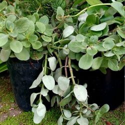 30 Succulents Rooted Pink Flower Plants