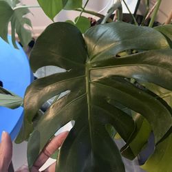 Monstera Plants 