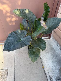 10” alocasia regal shield with multiple plants