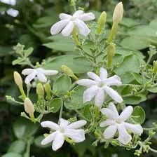 Indian Jui Jasmine, Virajaji Plant (Jasminum molle) bushes plant in 3 gallon  pot/ 
