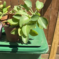Mother of thousands Succulent