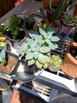 Ghost plant succulent