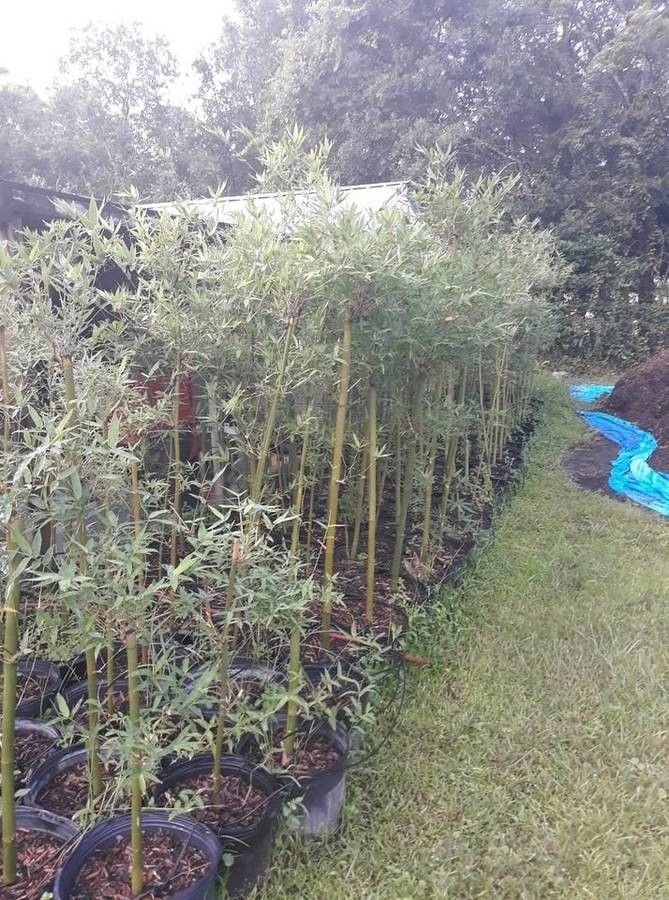 Seabreeze Bamboo Plants 7 Gallon Pots