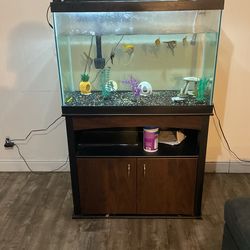 Large Fish Tank And Six Angel fish and one large algae eater fish
