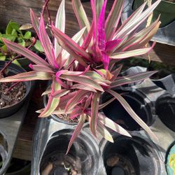 Tradescantia Rhoeo Variegated Live Plant
