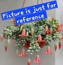 🌷 Cotyledon Pendens🌷🌷🌷