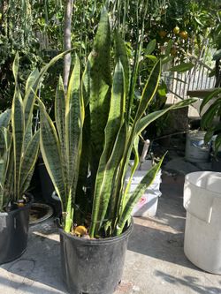 Plant Dracaena trifasciata