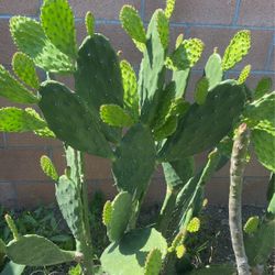 Cactus