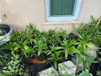 *$1 to $8* Basket Plant | Callisia Fragrans🔻See Pictures & Info Below 🔻 White Flowers