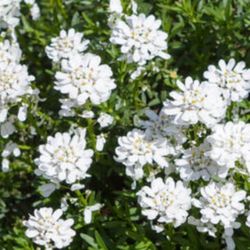 Candytuft Iberis perennial plant  