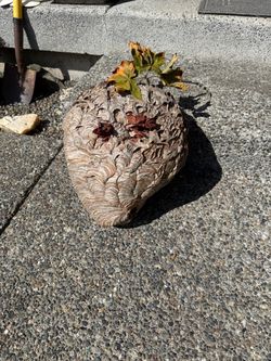 Paper wasp nest