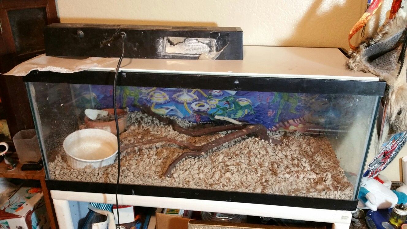 20 gal gallon long aquarium reptile fish tank with accessories for button quail or snake