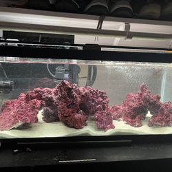Saltwater Fish tank 