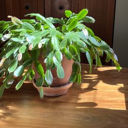 Large Plant In A Clay Pot