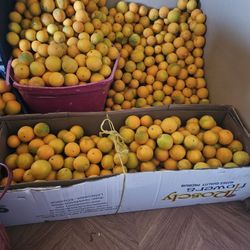 Naranjas. 8$ Cubeta. Aproximadamente 20 Libras.