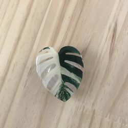 Monstera Albo Phone Grip